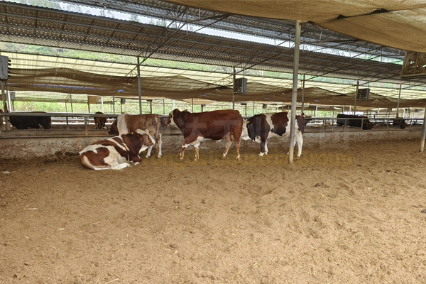 養(yǎng)鴨大棚下面的糞便如何清理?鴨糞有機肥料生產(chǎn)設(shè)備怎么配置?