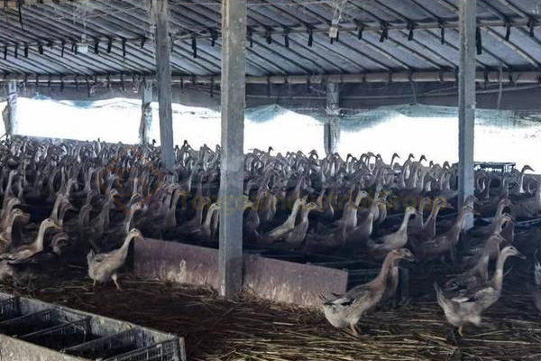 養(yǎng)鴨大棚下面的糞便如何清理?鴨糞有機肥料生產(chǎn)設(shè)備怎么配置?