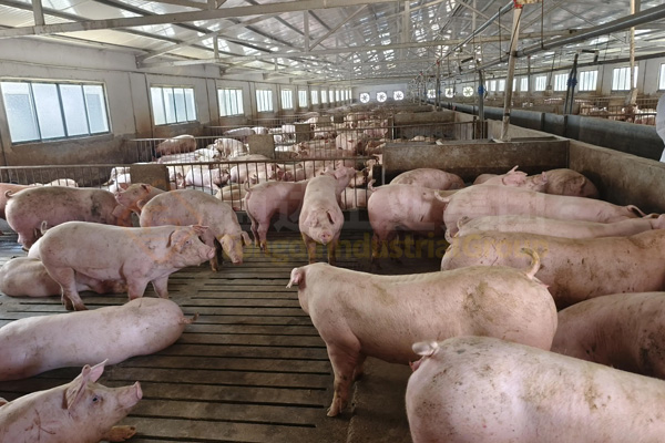  大批涉污養(yǎng)殖場(chǎng)被關(guān)閉拆除，養(yǎng)殖場(chǎng)糞便怎么處理才環(huán)保?