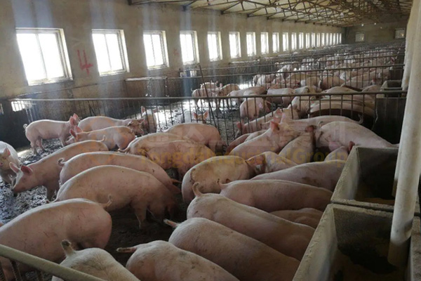 豬糞如何發(fā)酵有機(jī)肥?豬糞發(fā)酵翻堆設(shè)備用途和特點(diǎn)是什么