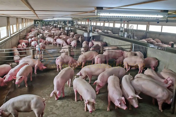 豬糞粉狀成套有機肥設(shè)備