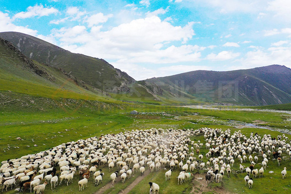 內(nèi)蒙古臨河10萬噸羊糞有機(jī)肥生產(chǎn)線價(jià)格多少錢?哪個(gè)廠家好?